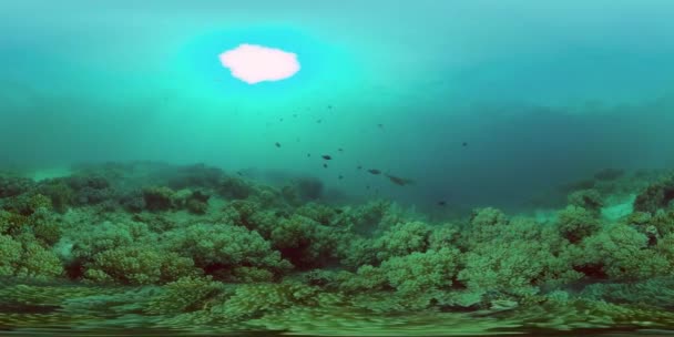 Korálové Útesy Tropické Ryby Korálové Útesy Ryby Pod Vodou Podmořský — Stock video