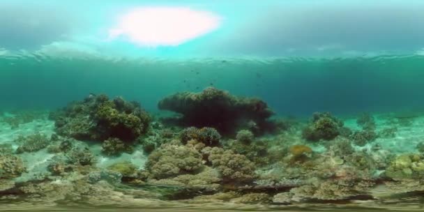Tropisk Färgstark Undervattenskust Undervattensvärlden Med Färgad Fisk Och Ett Korallrev — Stockvideo