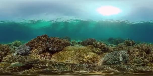 Tropical Seascape Underwater Life Tropical Underwater Sea Fish Philippines 360Vr — Stock Video