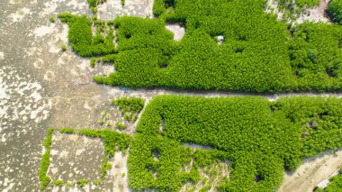 Aerial view of coastline with green mangroves and forest. Mangrove landscape. Bantayan island, Philippines. clipart