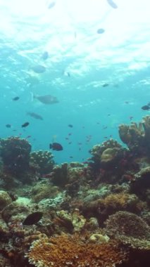 Tropikal balıklar ve mercan resifleri dalgıçlık yapıyor. Mercanlar ve tropikal balıklarla dolu sualtı dünyası. Sipadan, Malezya. Dikey video.