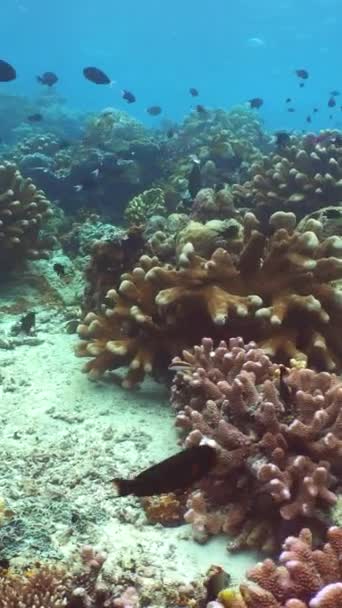 Tropische Vissen Koraalriffen Bij Het Duiken Onderwaterwereld Met Koralen Tropische — Stockvideo