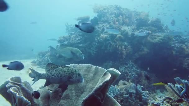 Τροπικά Ψάρια Και Κοραλλιογενείς Ύφαλοι Γλυκά Ψάρια Σκληρά Και Μαλακά — Αρχείο Βίντεο