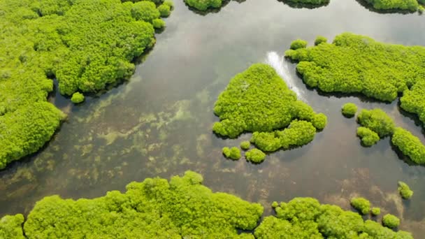 Bosque Lluvioso Manglares Con Árboles Verdes Agua Mar Vista Aérea — Vídeos de Stock