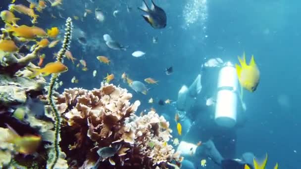 어류와 산호초 영상입니다 속에서의 스네이크 필리핀 레이테 — 비디오