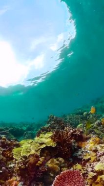 Tropik mercan resifi. Su altında balıklar ve mercanlar.