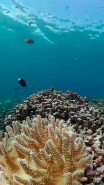 Underwater world with coral reef and tropical fishes.