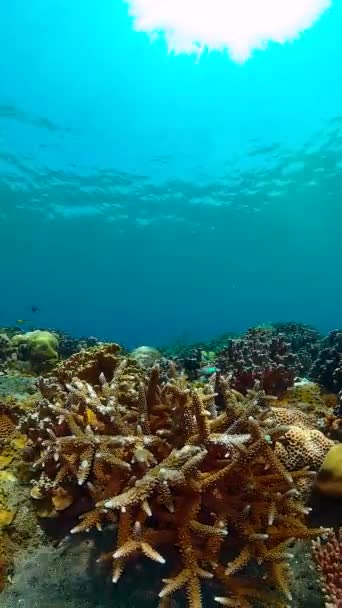 Suyun Altındaki Mercan Kayalıklarında Balıklar Deniz Yaşamı Var Mercan Resifi — Stok video