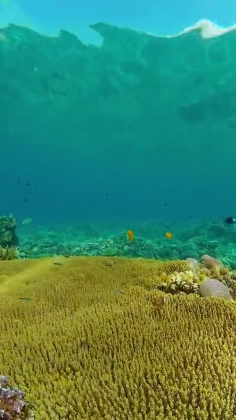 Colorido Arrecife Coral Tropical Escena Arrecife Vida Marina Mundo Marino — Vídeos de Stock