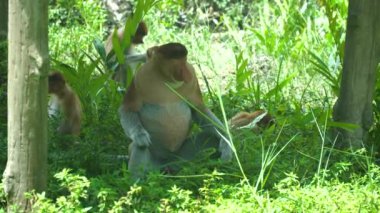 Tropikal ormanda hortumlu maymunlar. Borneo. Labuk Koyu, Malezya.
