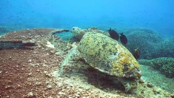 海の緑の亀はサンゴの上にあります シダン マレーシア — ストック動画