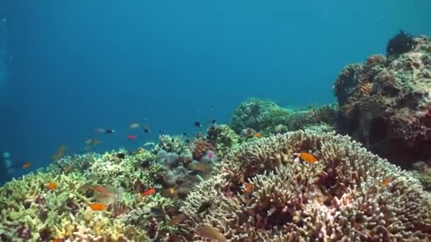 Tropisches Korallenriff Unterwasserfische Und Korallen Sipadan Malaysia — Stockvideo