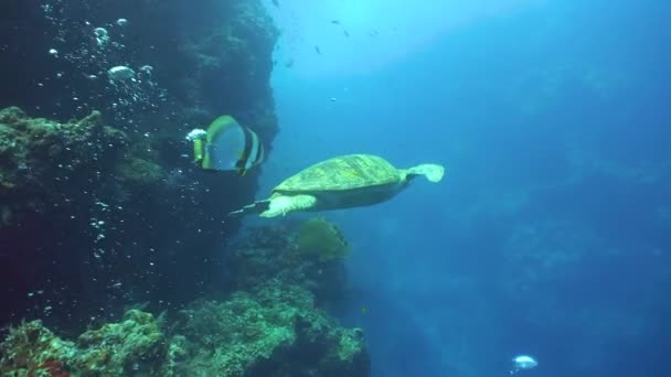 Die Schildkröte Schwimmt Korallenriff Entlang Sipadan Malaysia — Stockvideo