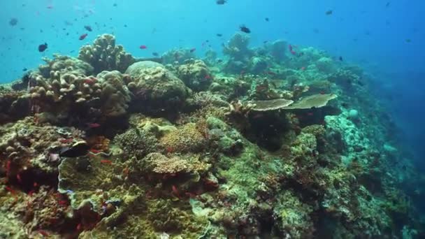Tropische Fische Und Korallenriffe Beim Tauchen Schöne Unterwasserwelt Mit Korallen — Stockvideo