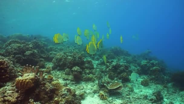 Unterwasser Fischriffe Marinen Tropisch Farbenfrohe Unterwasserlandschaft Sipadan Malaysia — Stockvideo