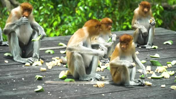 保護区のプロボシスサルは人間が作った食べ物を食べる ボルネオだ ラボックベイ マレーシア — ストック動画