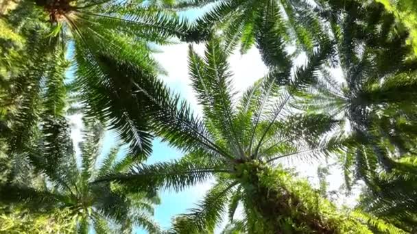 Oil Palm Estates Borneo Malaysia Oil Palm Plantations — Stockvideo