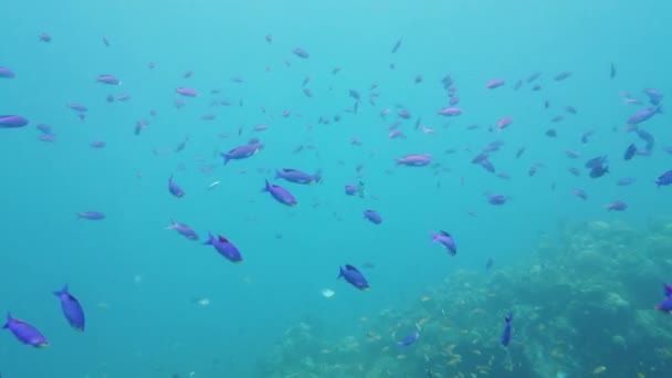 Подводный Коралловый Риф Тропические Подводные Рыбы Лейте Филиппины — стоковое видео