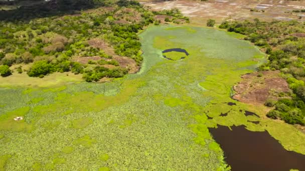 Aerial Drone Swamp Lake Green Tropical Vegetation Lotuses Sri Lanka — Stock videók