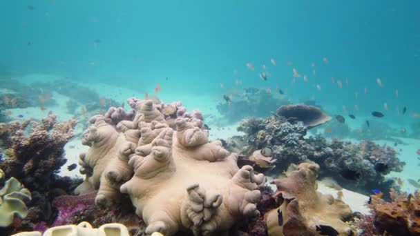 어류와 산호초가 다이빙을 합니다 아름다운 세계입니다 산호와 물고기가 곳이죠 필리핀 — 비디오
