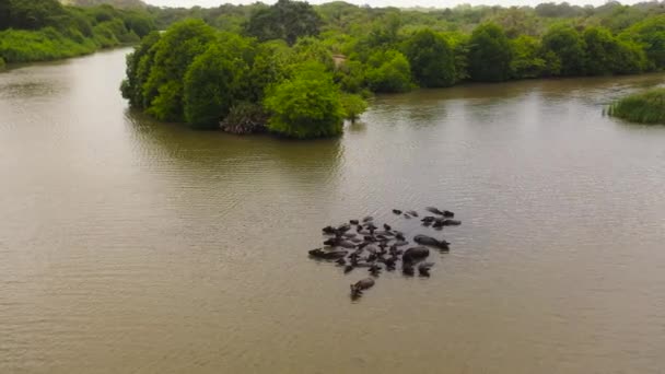 Bufalosu Sürülerinden Oluşan Hava Aracı Nehirde Soğuyor Sri Lanka — Stok video