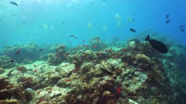 Sualtı Tropikal Resif Manzarası. Tropik balık resifi denizcisi. Yumuşak sert mercanlar deniz manzarası. Sipadan, Malezya.
