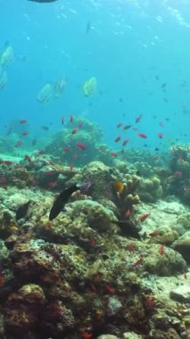 Sualtı Tropikal Resif Manzarası. Tropik balık resifi denizcisi. Yumuşak sert mercanlar deniz manzarası. Sipadan, Malezya. Dikey video.