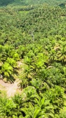 Asya 'da petrol palmiyeleri olan tarım arazilerinin havadan görünüşü. Palm Petrol Bölgesi. Borneo, Malezya. Dikey video.