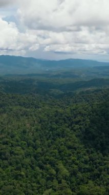 Dağlık bölgede yağmur ormanları ve ormanları olan dağlar. Borneo, Malezya. Dikey video.