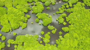 Tropikal mangrov ormanlarındaki nehirlerin havadan görünüşü. Mangrove manzarası, Siargao, Filipinler.