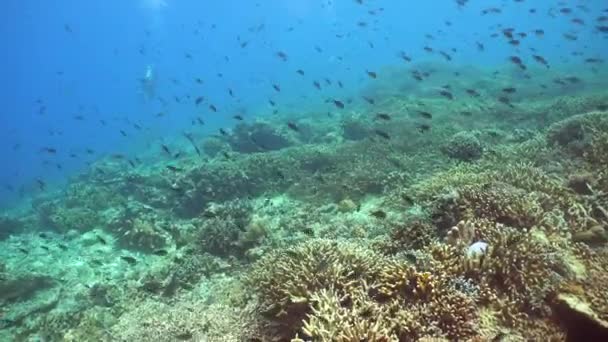 정원의 산호초 생명의 산호초 말레이시아의 — 비디오