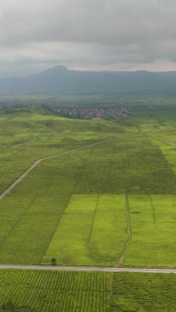Luchtfoto Van Heuvels Met Theeplantages Kayu Aro Theehuis Sumatra Indonesië — Stockvideo