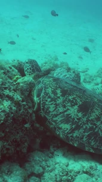 서식지에 산호초에 거북이 시파단 말레이시아 비디오 — 비디오