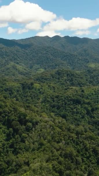 Hegyek Borították Esőerdőket Fákat Kék Eget Felhőkkel Szumátra Indonézia Függőleges — Stock videók