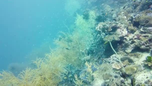 热带鱼和珊瑚礁正在潜水 美丽的水下世界里有珊瑚和鱼Leyte 菲律宾 — 图库视频影像
