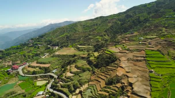 山区农业产品的种植 高山覆盖森林 菲律宾 Baguio省 — 图库视频影像