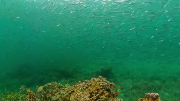 リーフコーラルトロピカルガーデン 熱帯の水中魚 カラフルな熱帯のサンゴ礁 フィリピン — ストック動画