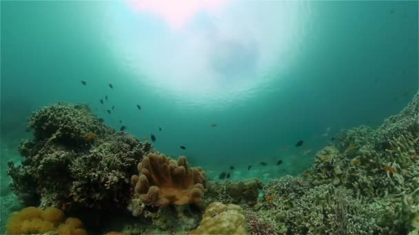 海底鱼类礁海洋 热带多彩的水下海景 菲律宾 — 图库视频影像