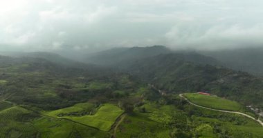 Dağların yamaçlarındaki çay tarlaları. Çay evi manzarası. Kayu Aro, Sumatra, Endonezya.