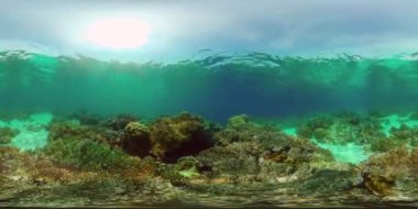 Tropik renkli sualtı deniz manzarası. Renkli balıkların ve mercan resiflerinin olduğu sualtı dünyası. Filipinler. 360VR Video.