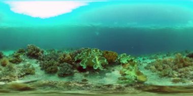 Mercan bahçesi deniz manzarası ve sualtı dünyası. Renkli tropikal mercan resifleri. Hayat mercan kayalıkları. Filipinler. 360VR Video.