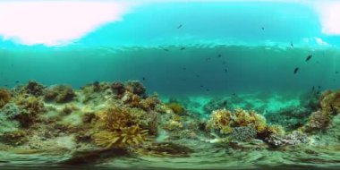Resif Mercan Sahnesi. Tropik sualtı balığı. Sert ve yumuşak mercanlar, sualtı manzarası. Filipinler. Sanal Gerçeklik 360.