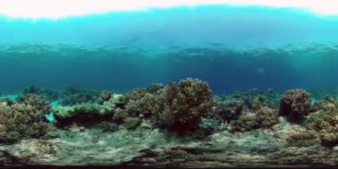 Su altındaki resif tropikal mercan bahçesi. Su altı deniz balığı. Filipinler. 360VR Video.