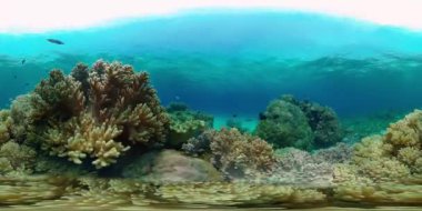 Tropikal balıklar ve mercan resifleri suyun altında. Sert ve yumuşak mercanlar, sualtı manzarası. Seyahat tatili konsepti. Filipinler. Sanal Gerçeklik 360.
