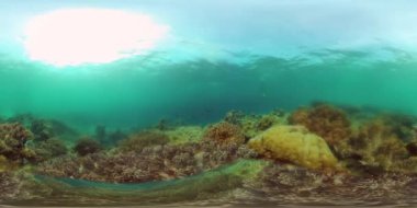 Sualtı Sahne Mercan Resifi. Su altı deniz balığı. Tropik resif denizcisi. Renkli sualtı deniz manzarası. Filipinler. Sanal Gerçeklik 360.