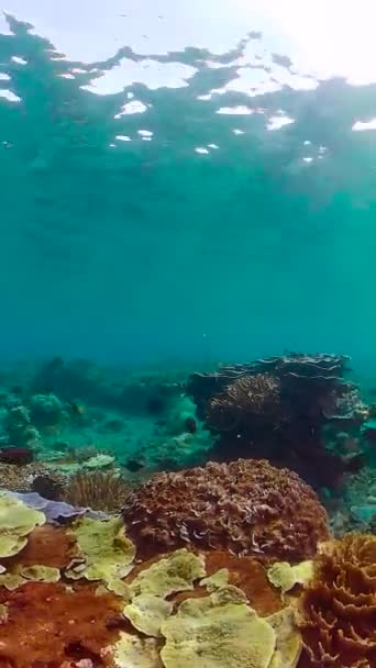 Peces Marinos Submarinos Peces Tropicales Arrecifes Coral Bajo Agua — Vídeos de Stock