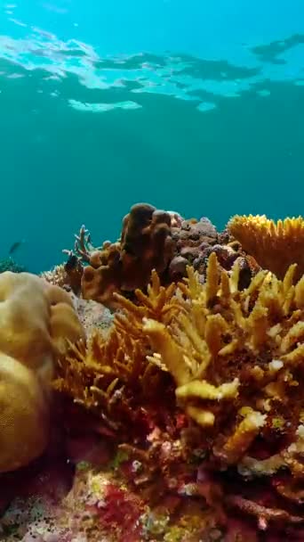 Marine Life Sea World Underwater Fish Reef Marine Tropical Colourful — Stok video