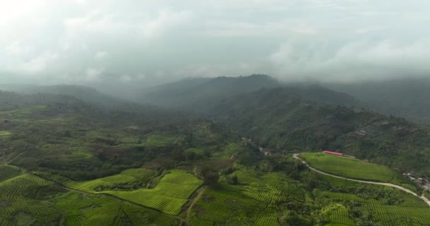 Theeplantages Heuvels Bergen Theelandschap Kayu Aro Sumatra Indonesië — Stockvideo
