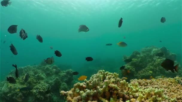 热带海底多彩的珊瑚礁 热带水下海鱼 菲律宾 — 图库视频影像