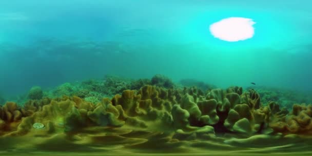 熱帯サンゴ礁や水中魚 硬くて柔らかいサンゴ 水中ビデオ フィリピンだ 仮想現実360 — ストック動画